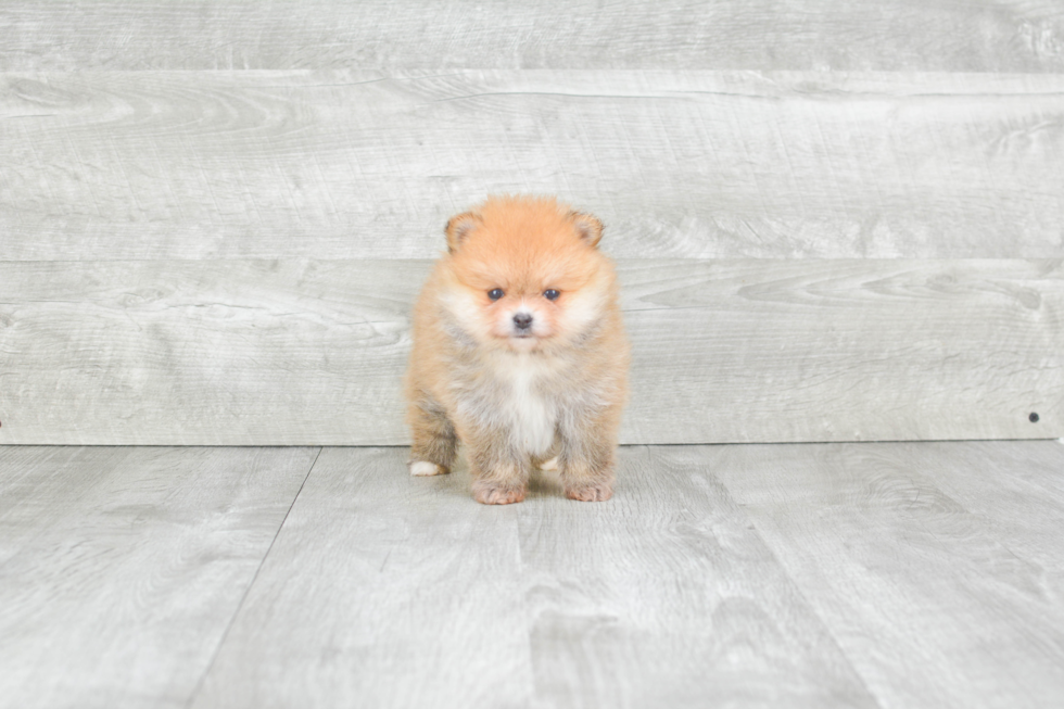 Sweet Pomeranian Purebred Puppy