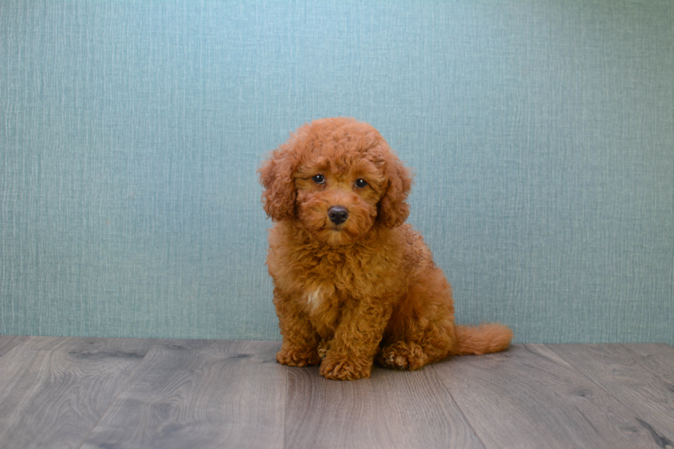 Fluffy Mini Goldendoodle Poodle Mix Pup