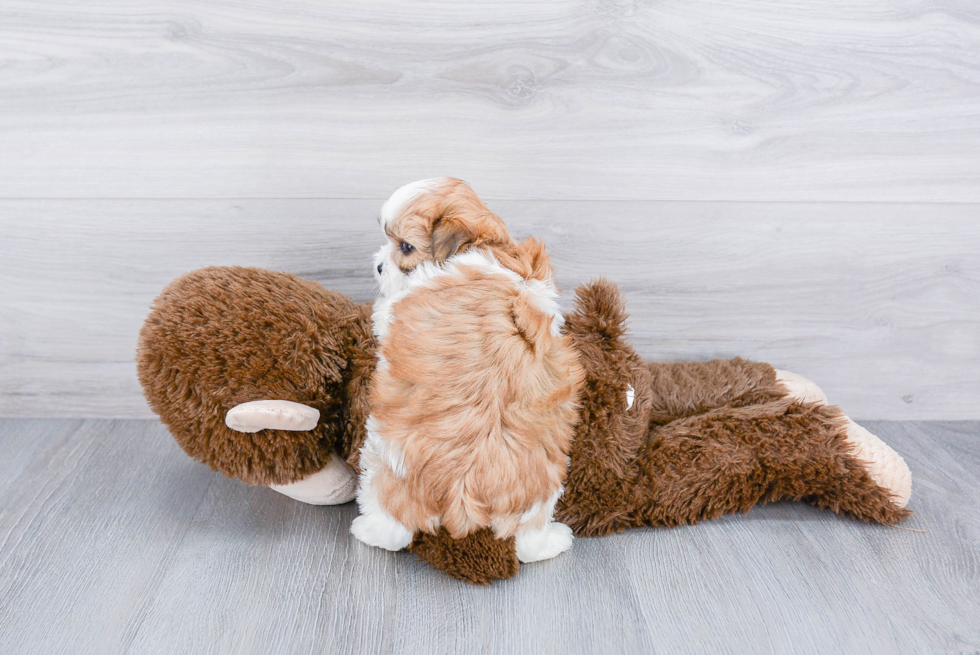 Teddy Bear Pup Being Cute