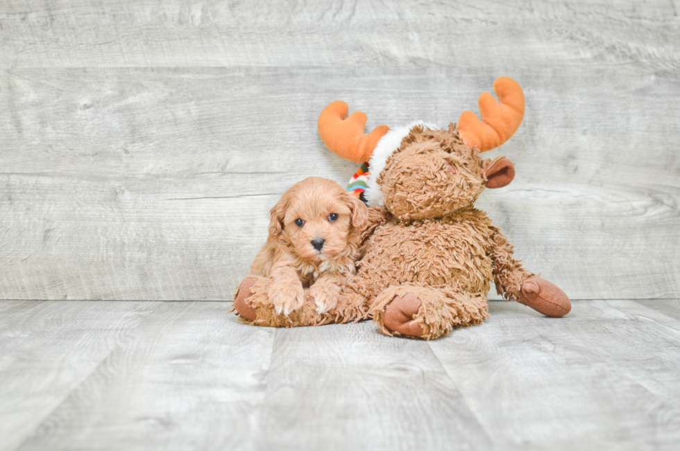 Cavapoo Pup Being Cute