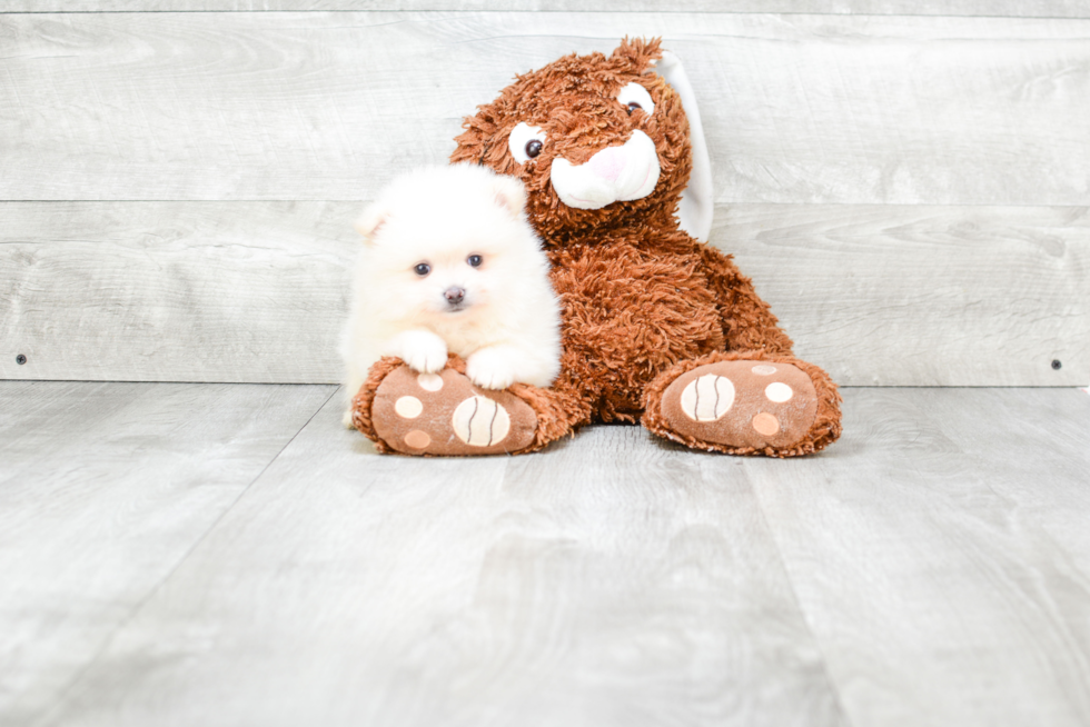 Small Pomeranian Purebred Pup