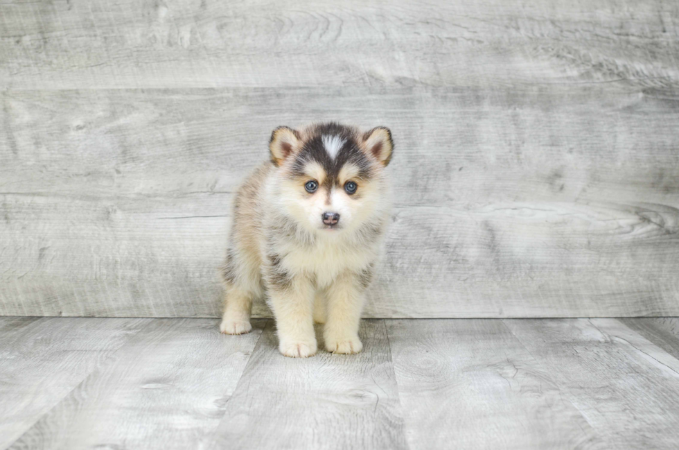 Little Mini Husky Designer Puppy