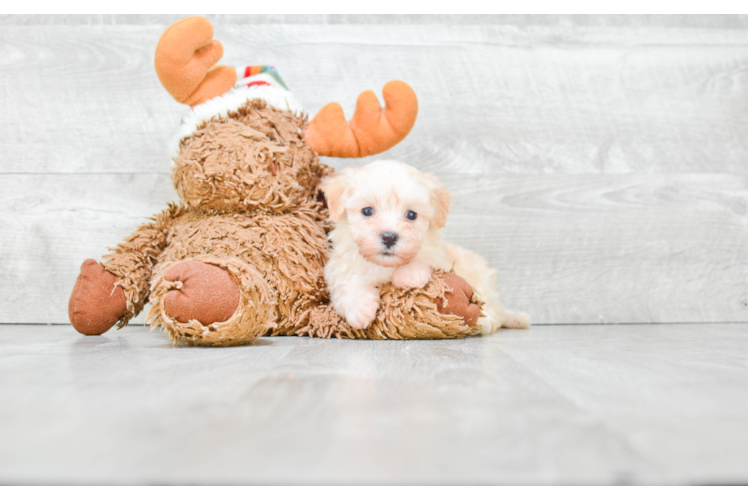 Maltipoo Pup Being Cute