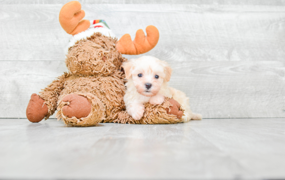 Maltipoo Pup Being Cute