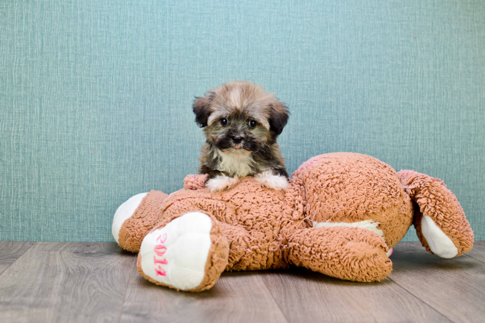 Happy Havanese Purebred Puppy