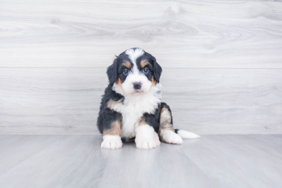 Fluffy Mini Bernedoodle Poodle Mix Pup