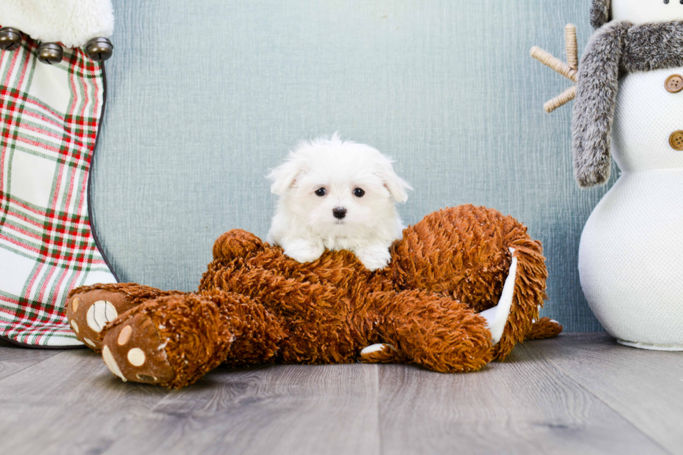 Small Maltese Purebred Pup