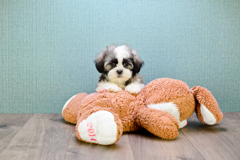 Teddy Bear Pup Being Cute