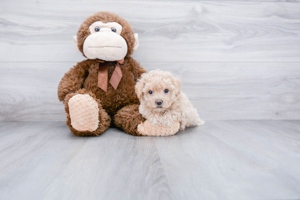 Maltipoo Puppy for Adoption