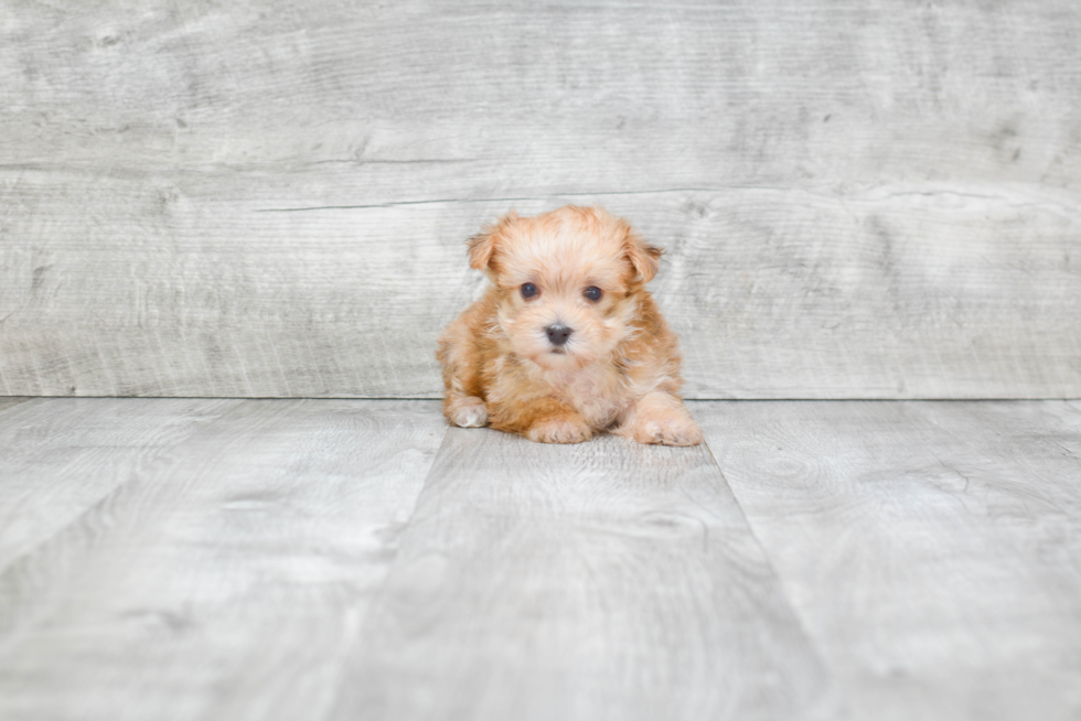 Morkie Pup Being Cute