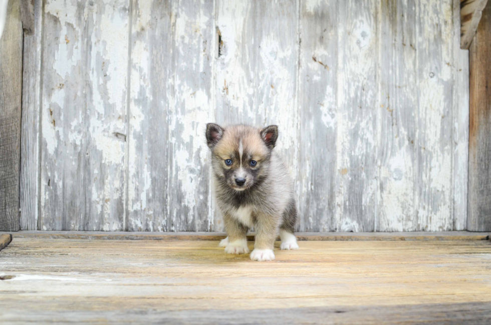 Playful Mini Husky Designer Puppy