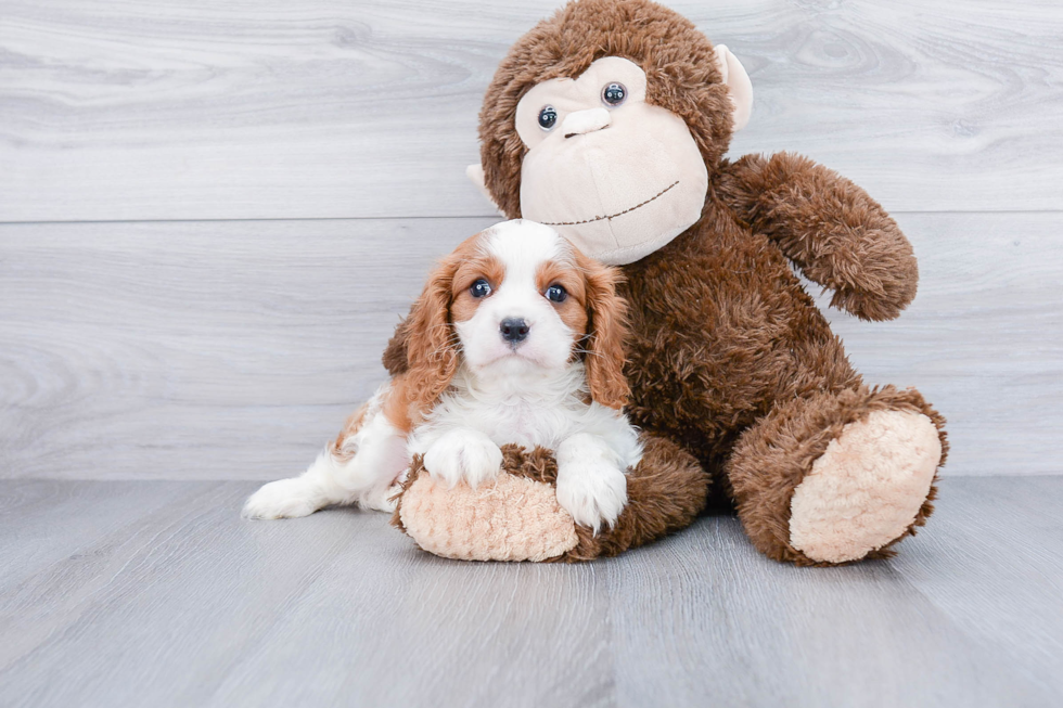Akc Registered Cavalier King Charles Spaniel Baby