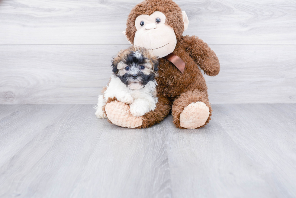 Playful Havanese Purebred Pup