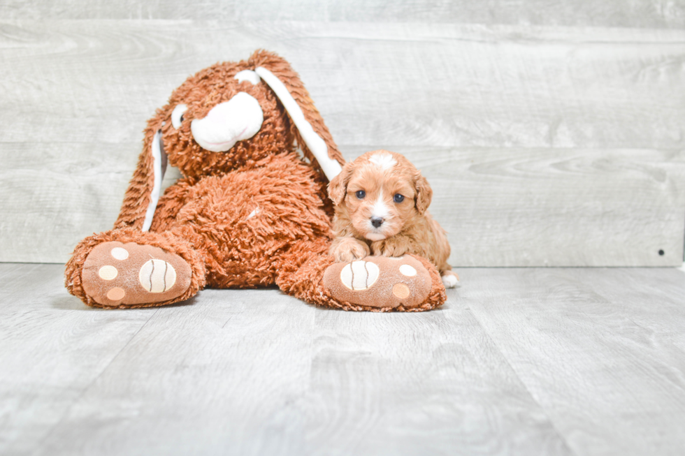 Happy Cavapoo Baby