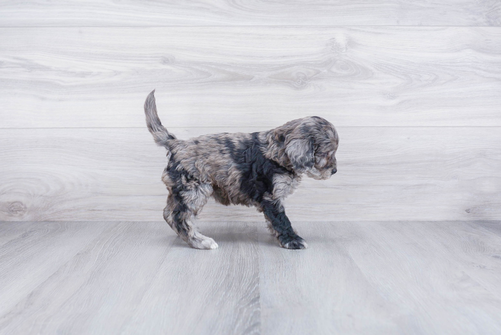 Fluffy Mini Goldendoodle Poodle Mix Pup