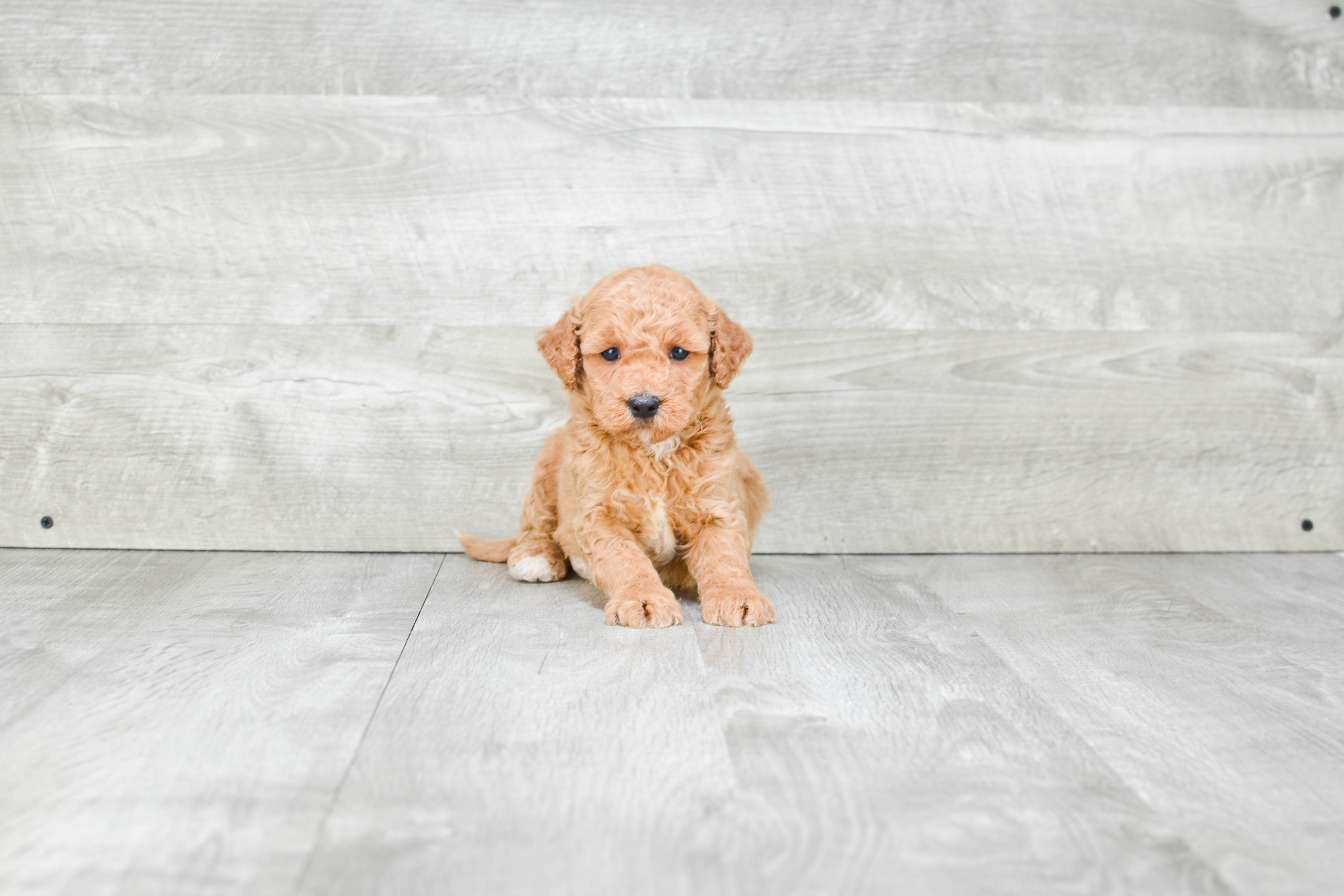 Friendly Mini Goldendoodle Baby