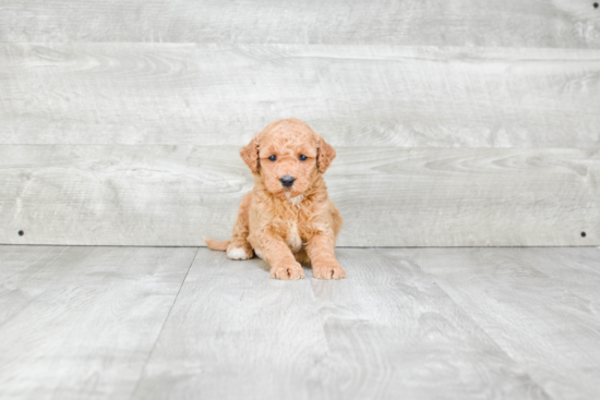 Friendly Mini Goldendoodle Baby