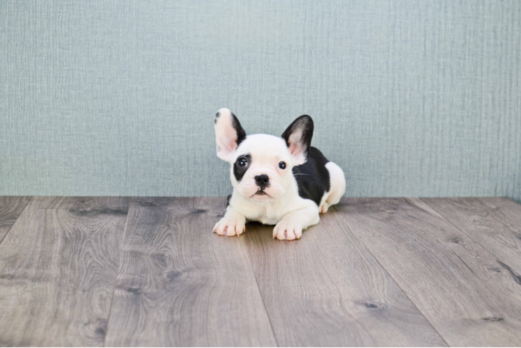 Small French Bulldog Purebred Pup