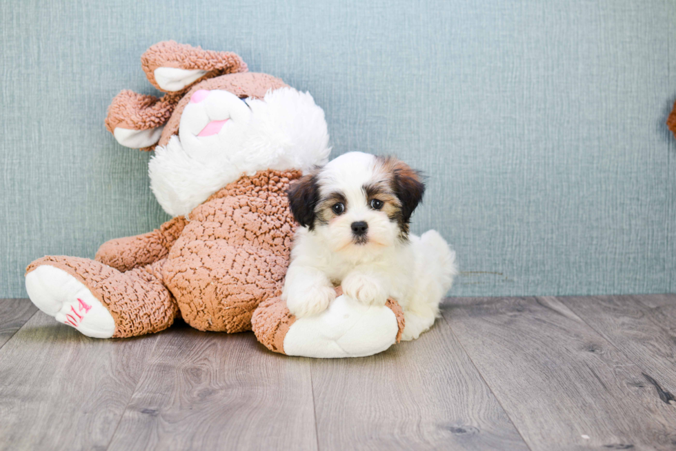 Playful Shichon Designer Puppy