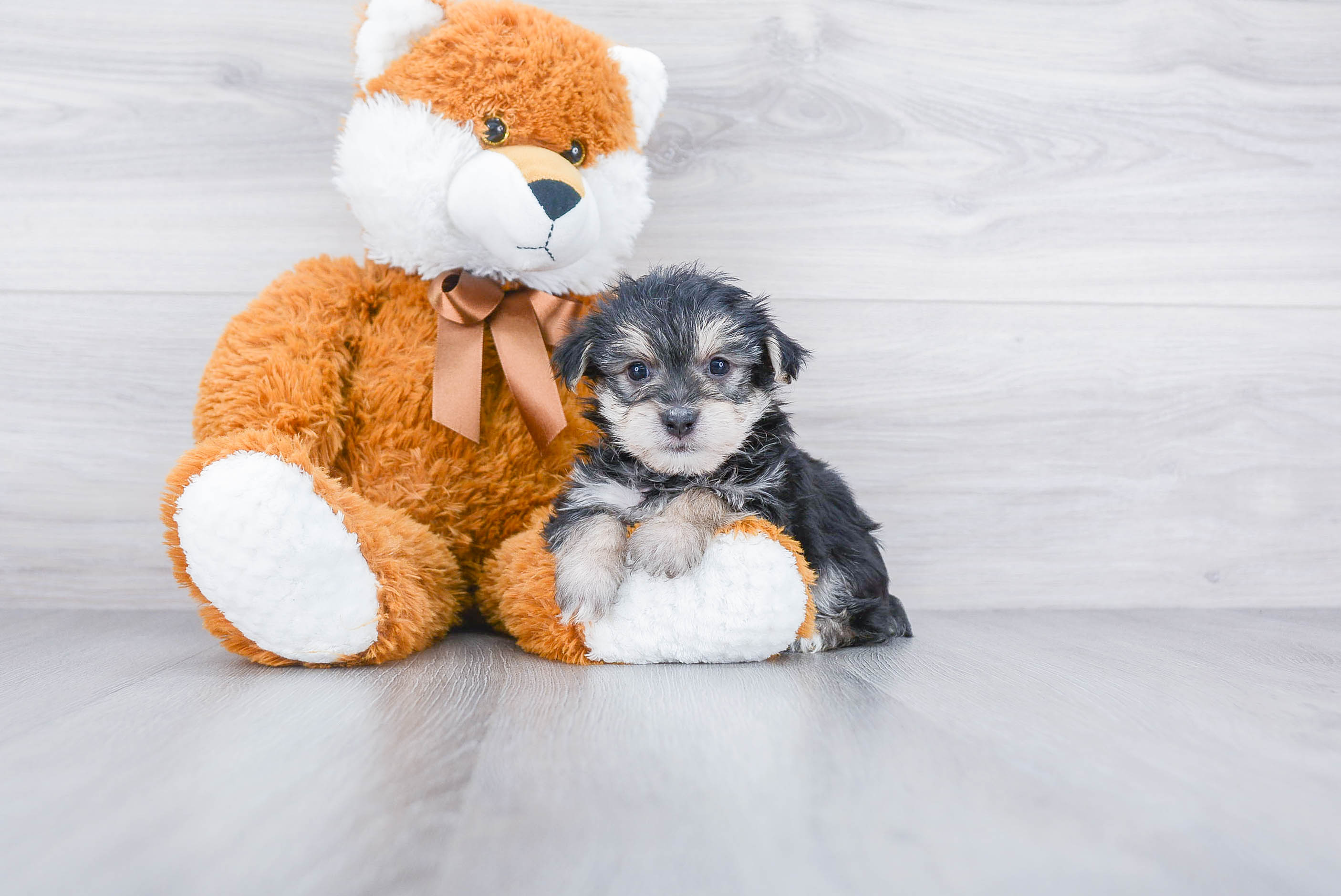 Little Yorkie Designer Puppy