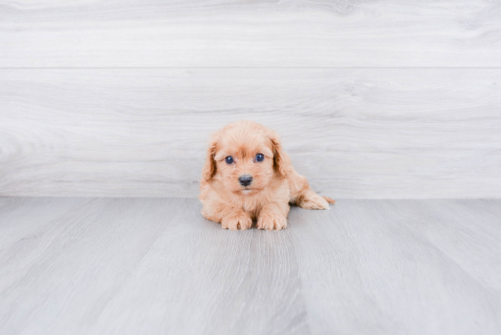 Hypoallergenic Cavoodle Poodle Mix Puppy