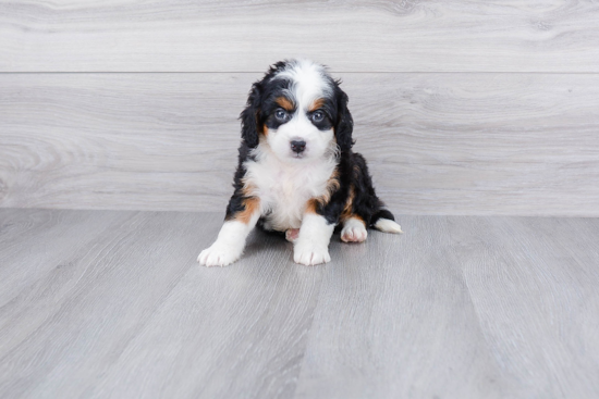 Playful Mini Berniedoodle Poodle Mix Puppy