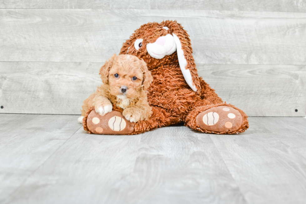 Cavapoo Pup Being Cute