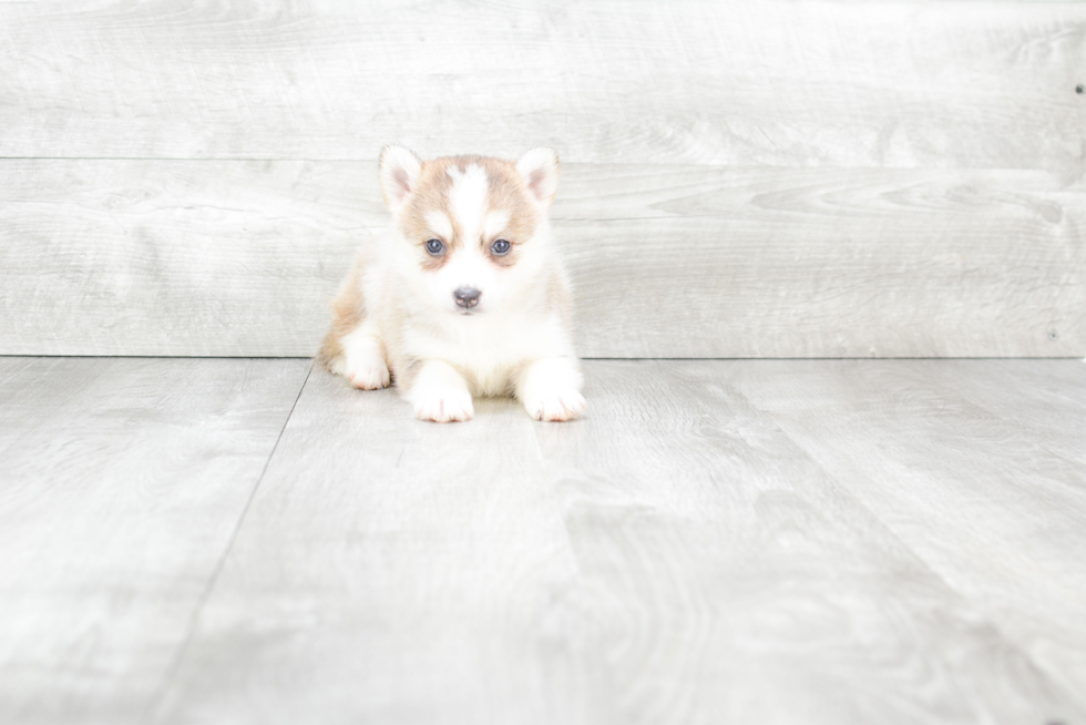 Pomsky Puppy for Adoption