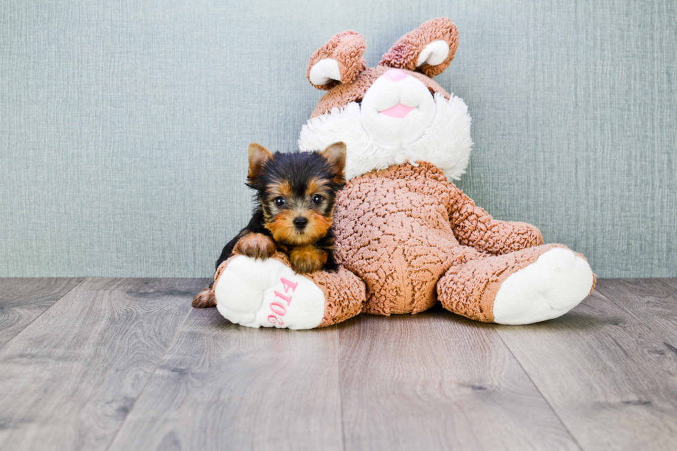 Meet Tinkerbell - our Yorkshire Terrier Puppy Photo 