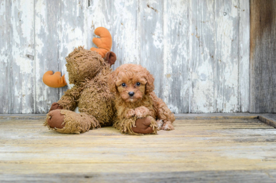 Small Cavapoo Baby