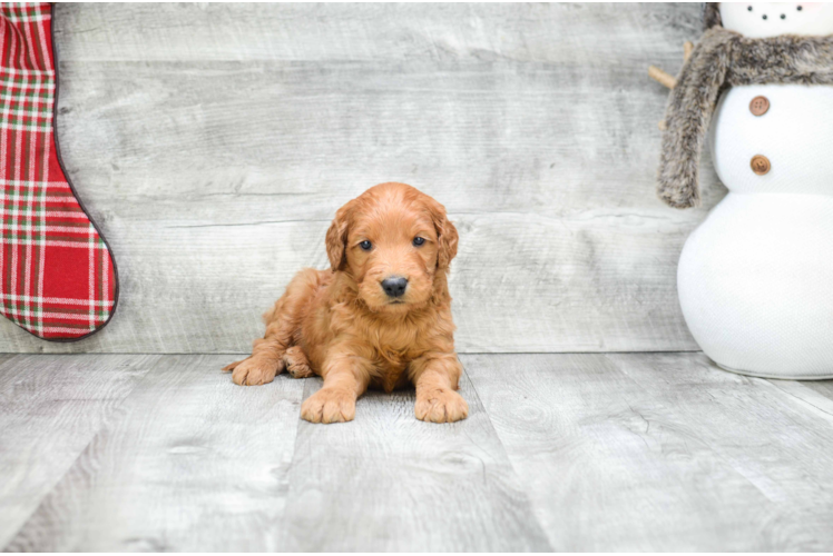 Mini Goldendoodle Puppy for Adoption