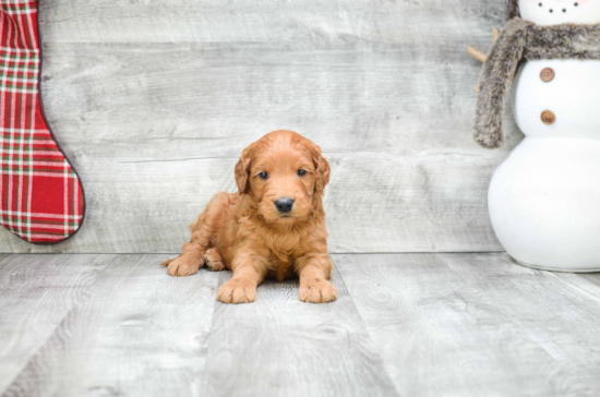 Mini Goldendoodle Puppy for Adoption