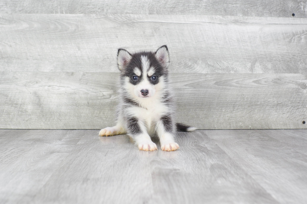 Best Pomsky Baby