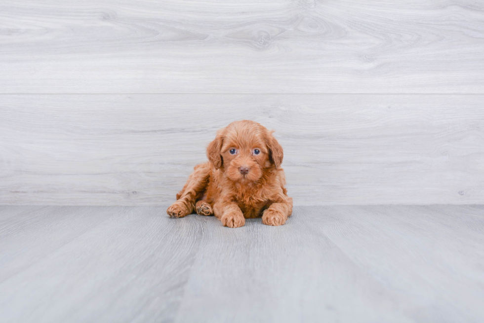 Happy Mini Labradoodle Baby