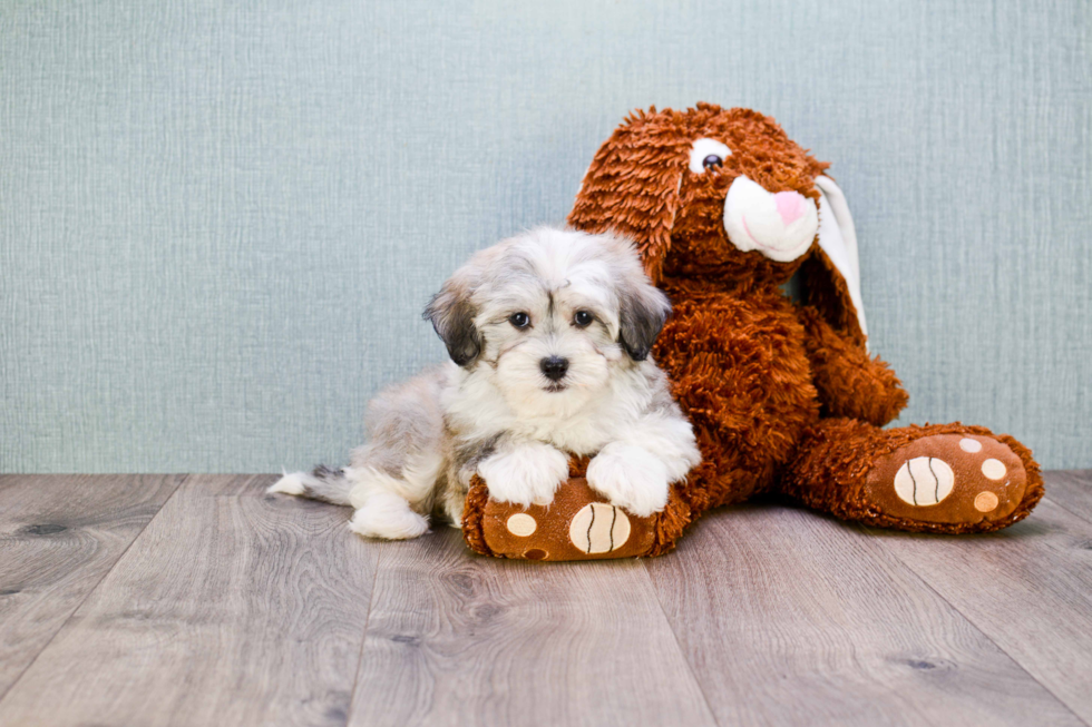 Friendly Havanese Baby