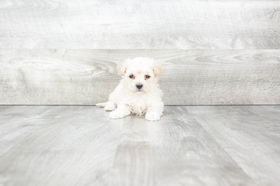 Maltipoo Puppy for Adoption