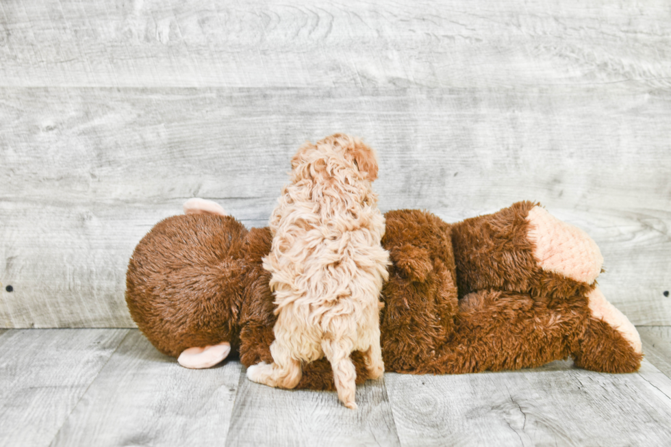 Popular Maltipoo Poodle Mix Pup