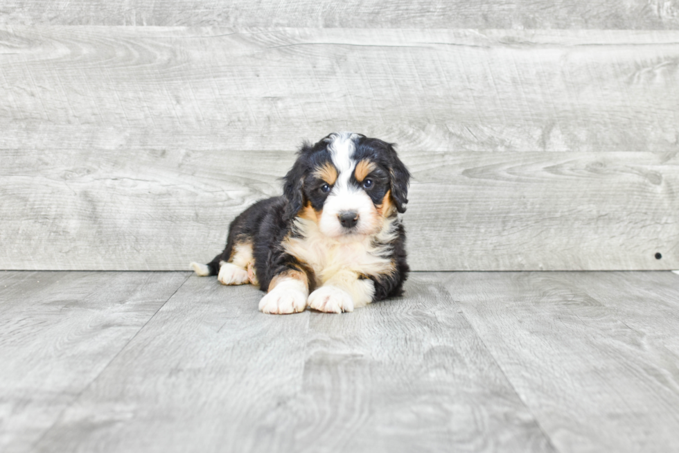 Petite Mini Bernedoodle Poodle Mix Pup