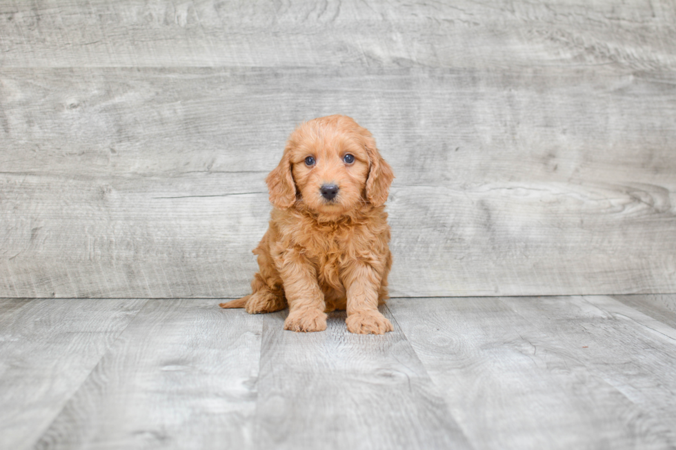 Best Mini Goldendoodle Baby