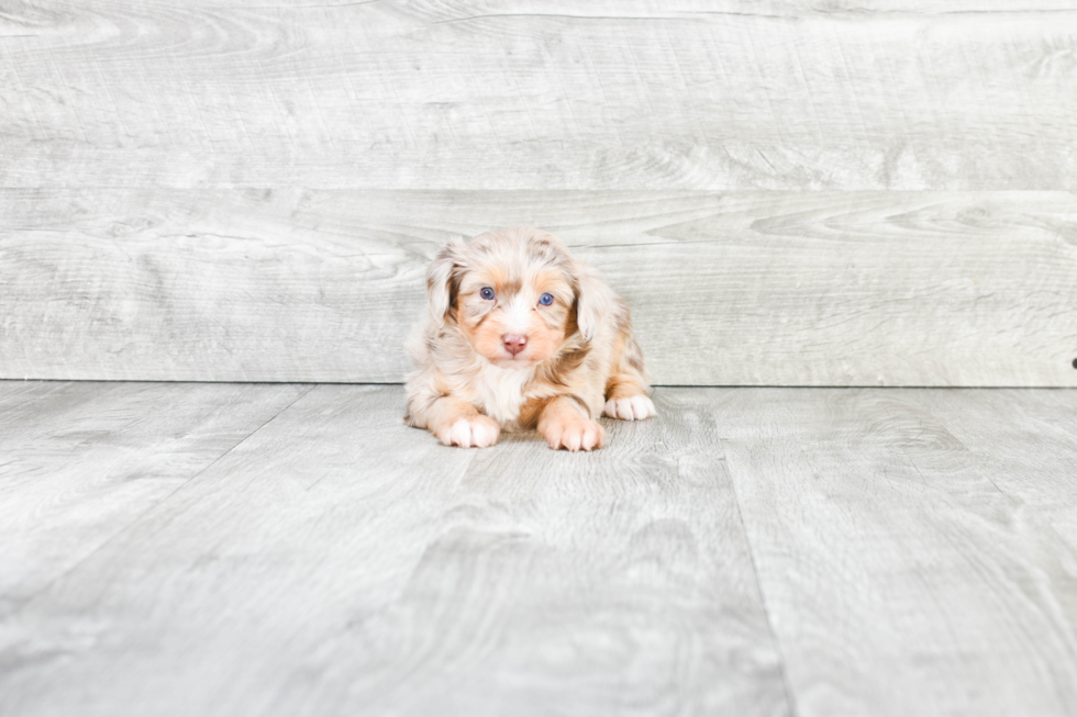 Sweet Mini Aussiedoodle Baby