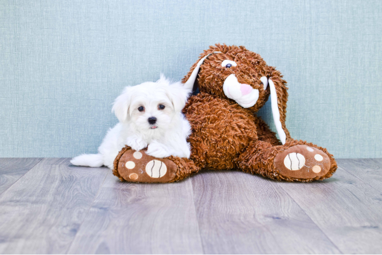 Energetic Maltese Purebred Puppy