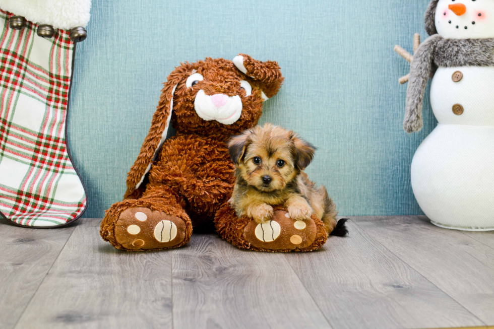 Adorable Yorkie Designer Puppy