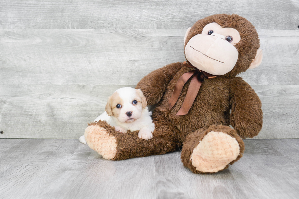 Popular Cavachon Designer Pup