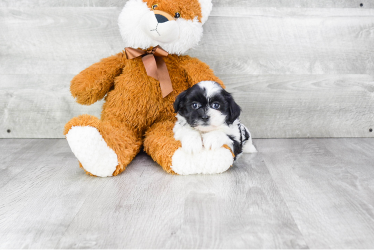 Friendly Teddy Bear Baby