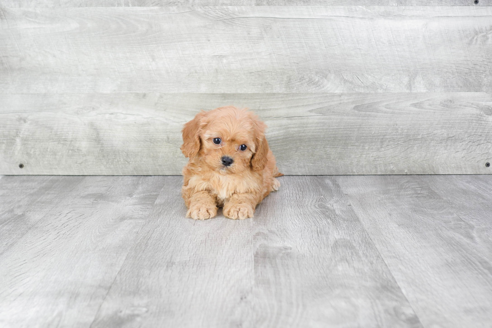 Cavapoo Puppy for Adoption