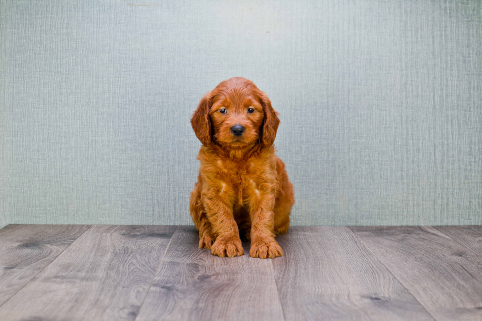 Mini Goldendoodle Puppy for Adoption