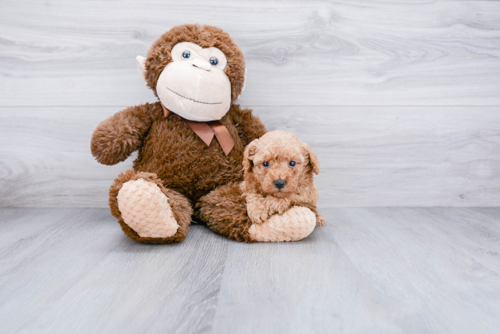 Playful Poodle Purebred Pup