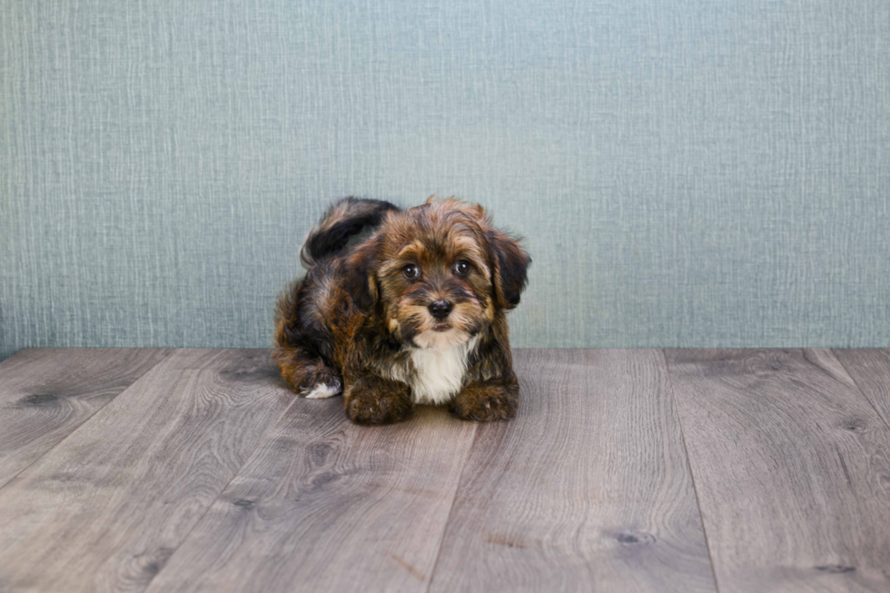 Hypoallergenic Havanese Purebred Pup