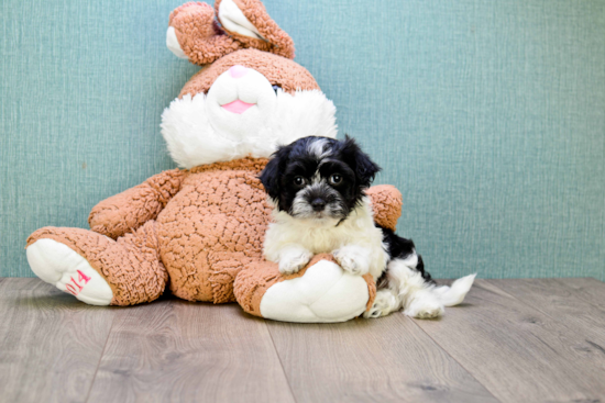 Best Havanese Baby