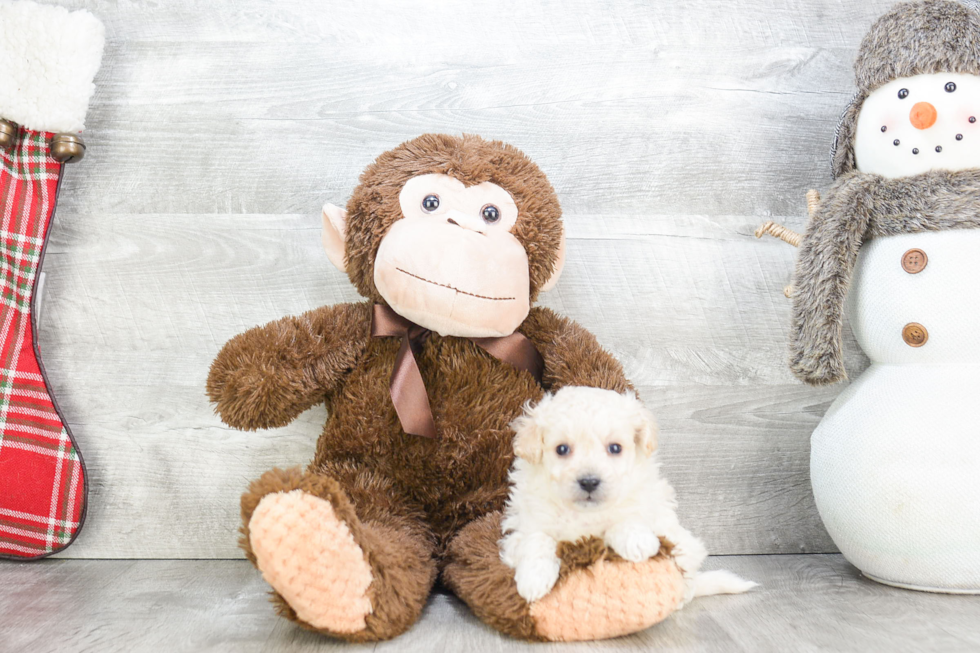 Maltipoo Pup Being Cute